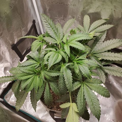 Banana biscotti f1  growlog timeline photo