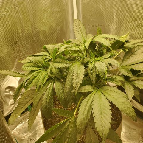 Banana biscotti f1  growlog timeline photo