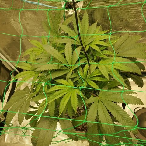 Banana biscotti f1  growlog timeline photo