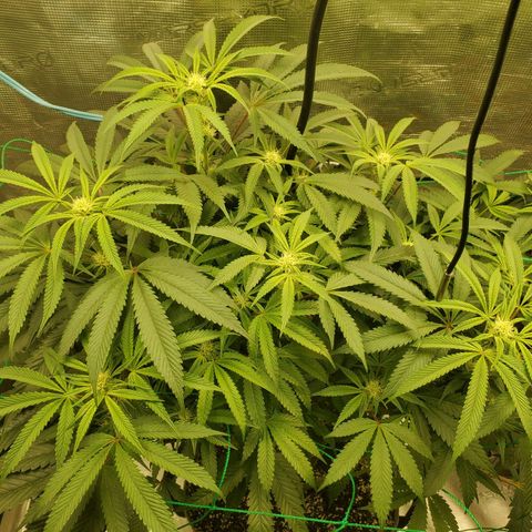 Banana biscotti f1  growlog timeline photo