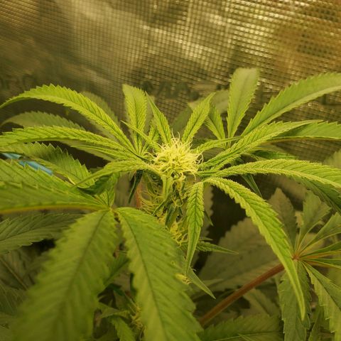 Banana biscotti f1  growlog timeline photo
