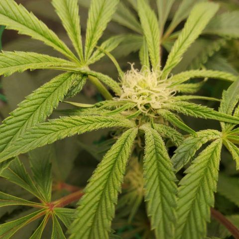 Banana biscotti f1  growlog timeline photo