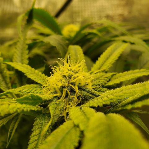 Banana biscotti f1  growlog timeline photo