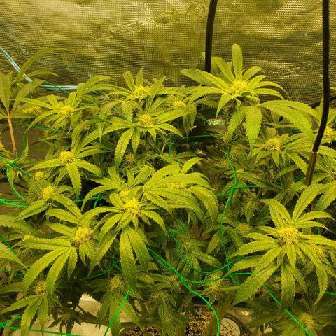 Banana biscotti f1  growlog timeline photo