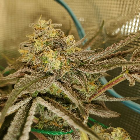 Banana biscotti f1  growlog timeline photo
