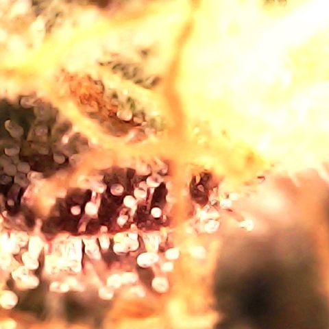 Banana biscotti f1  growlog timeline photo