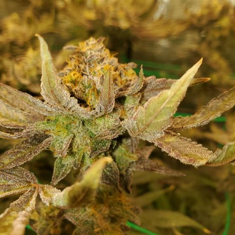 Banana biscotti f1  growlog timeline photo