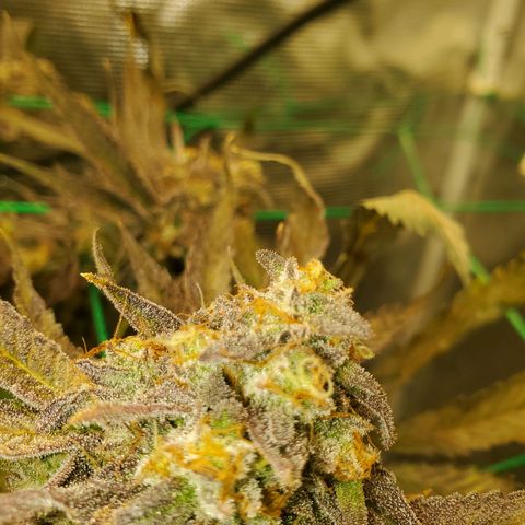 Banana biscotti f1  growlog timeline photo