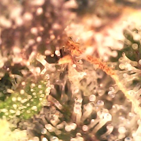 Banana biscotti f1  growlog timeline photo