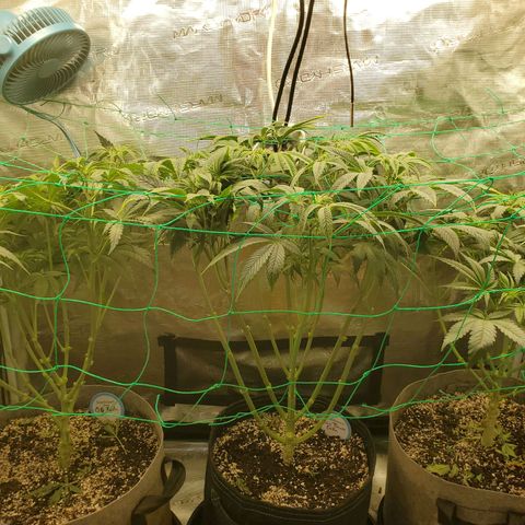 Og kush  growlog timeline photo
