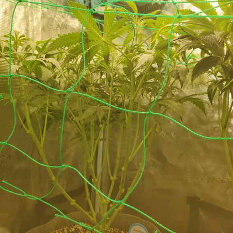 Og kush  growlog timeline photo