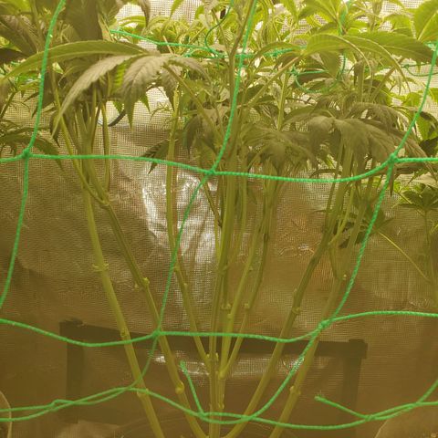 Og kush  growlog timeline photo