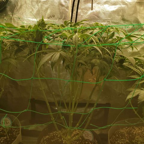 Og kush  growlog timeline photo