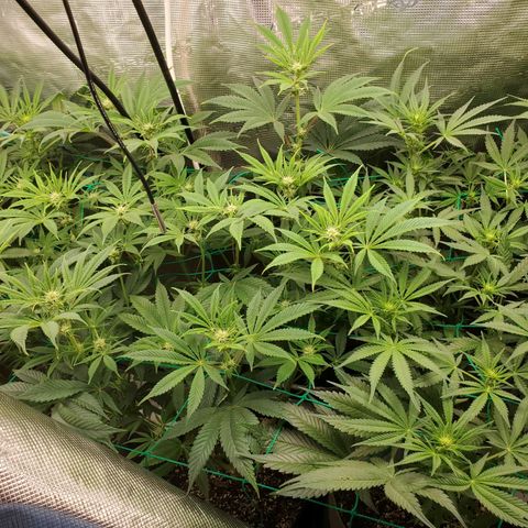 Og kush  growlog timeline photo