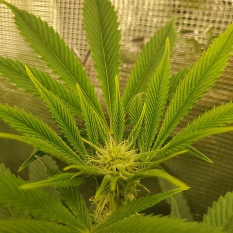 Og kush  growlog timeline photo