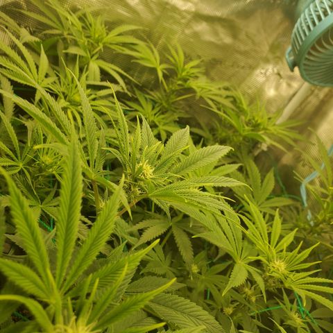 Og kush  growlog timeline photo