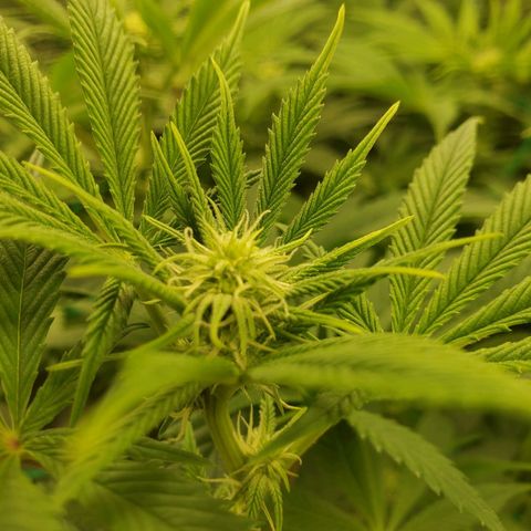 Og kush  growlog timeline photo