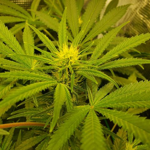 Og kush  growlog timeline photo