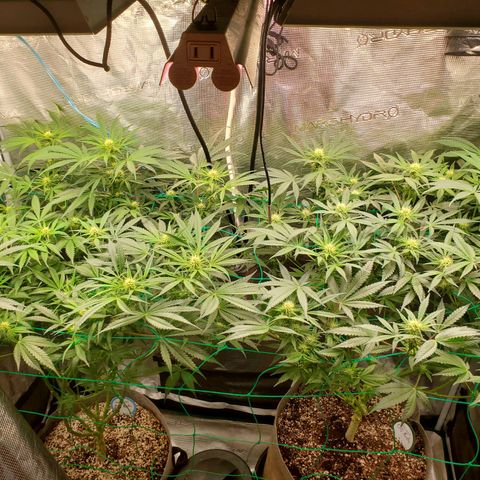 Og kush  growlog timeline photo