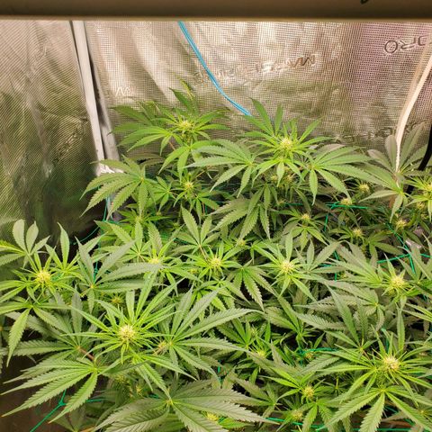 Og kush  growlog timeline photo