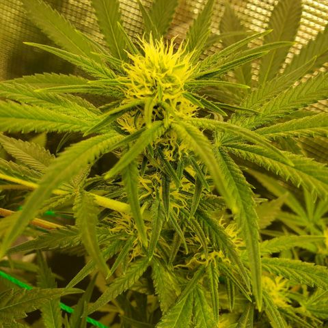 Og kush  growlog timeline photo