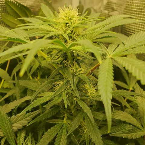 Og kush  growlog timeline photo