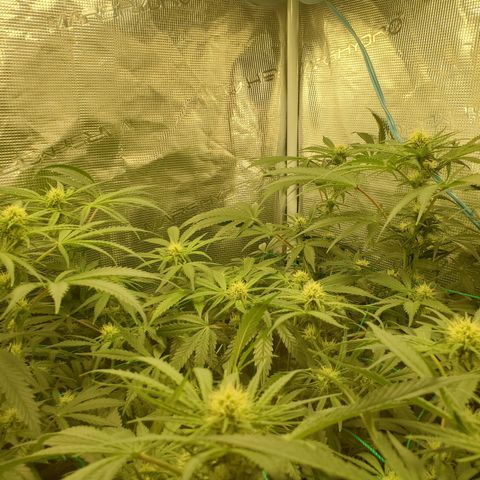 Og kush  growlog timeline photo