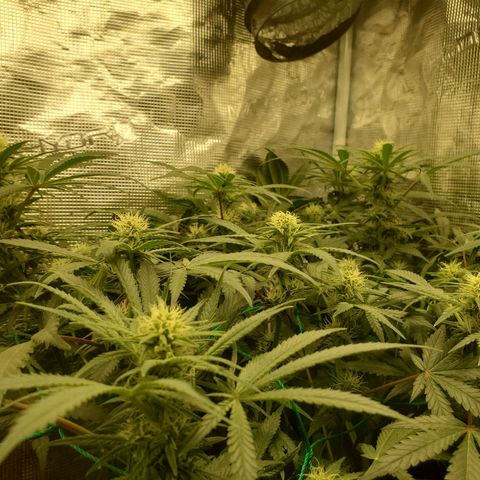 Og kush  growlog timeline photo