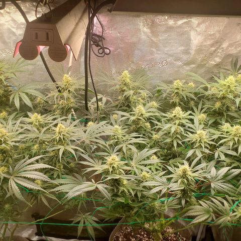 Og kush  growlog timeline photo