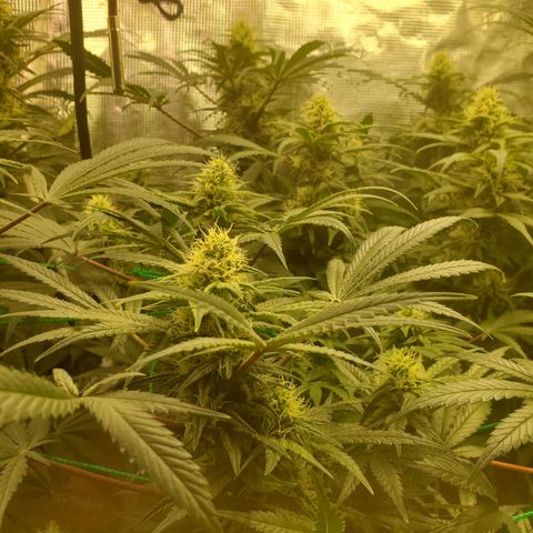 Og kush  growlog timeline photo
