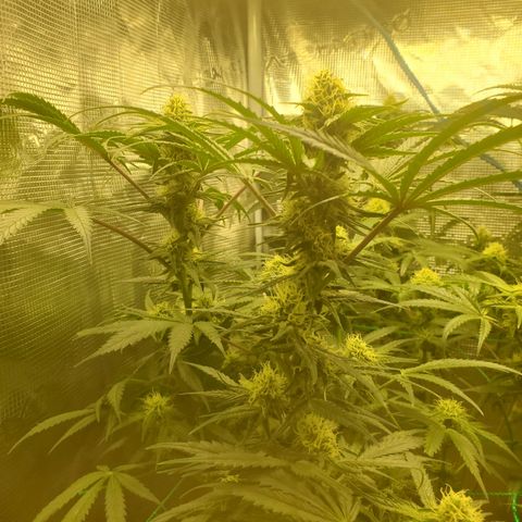 Og kush  growlog timeline photo