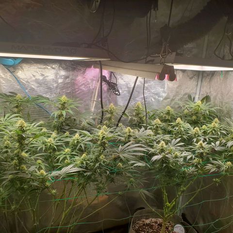 Og kush  growlog timeline photo