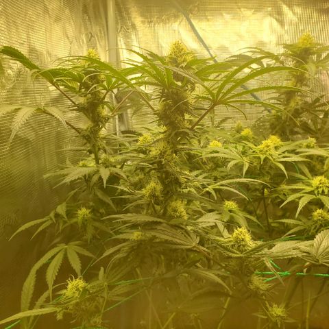Og kush  growlog timeline photo