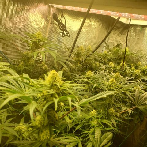 Og kush  growlog timeline photo