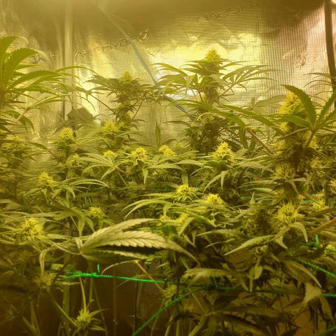 Og kush  growlog timeline photo