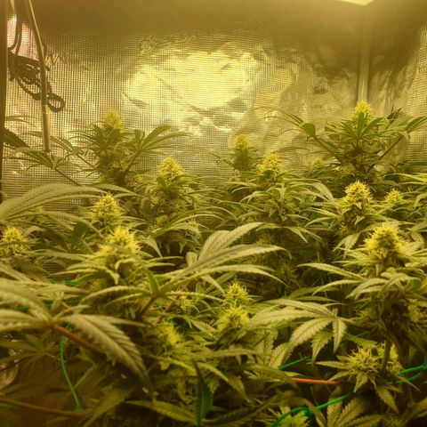 Og kush  growlog timeline photo