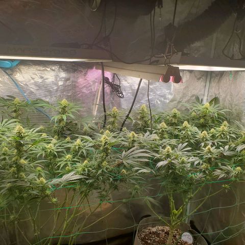 Og kush  growlog timeline photo