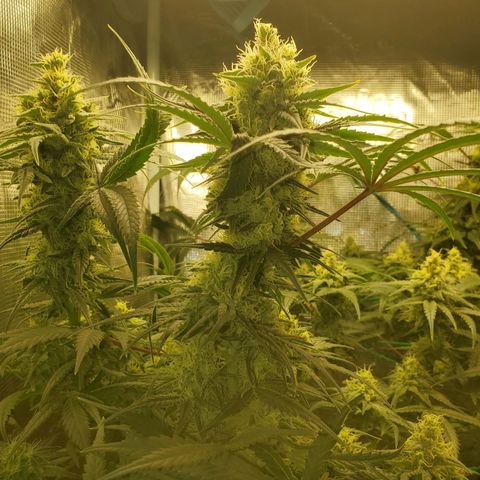 Og kush  growlog timeline photo