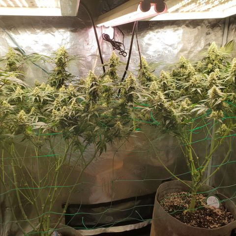 Og kush  growlog timeline photo