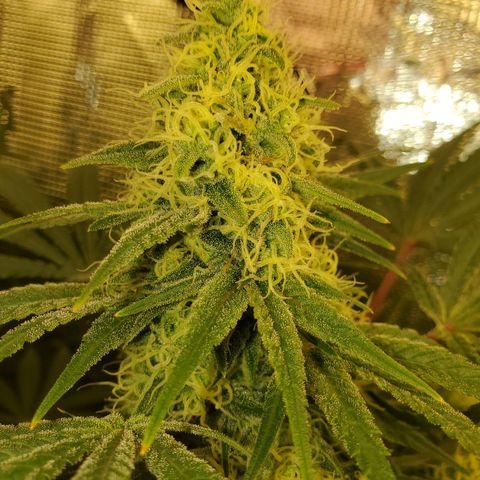 Og kush  growlog timeline photo