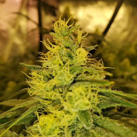 Og kush  growlog timeline photo