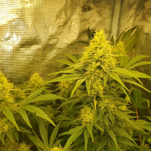 Og kush  growlog timeline photo