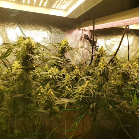 Og kush  growlog timeline photo