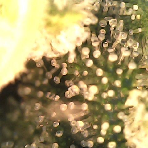 Og kush  growlog timeline photo