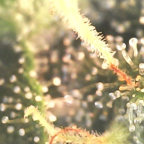 Og kush  growlog timeline photo
