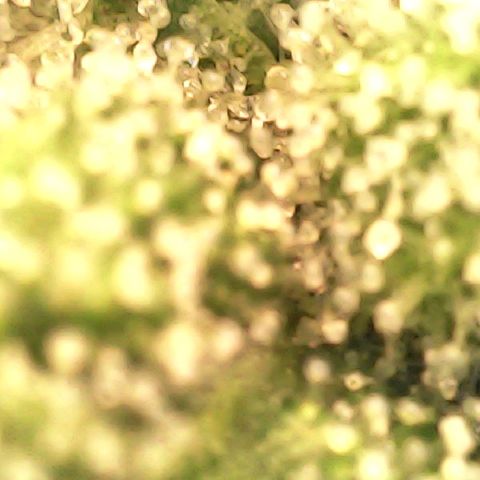 Og kush  growlog timeline photo