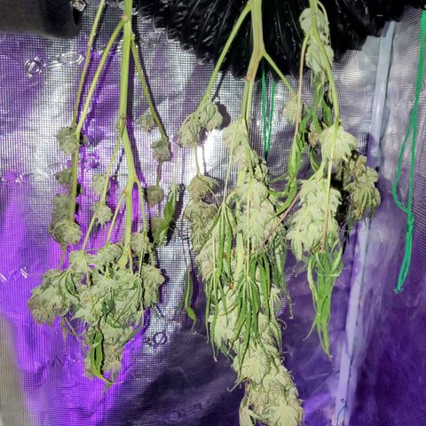 Og kush  growlog timeline photo