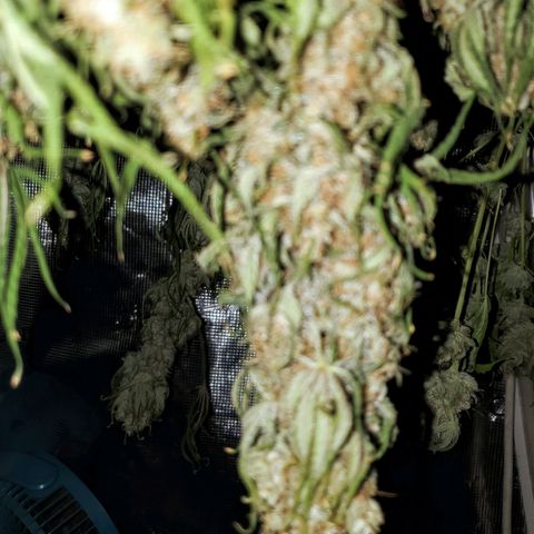 Og kush  growlog timeline photo