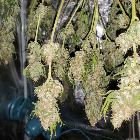 Og kush  growlog timeline photo