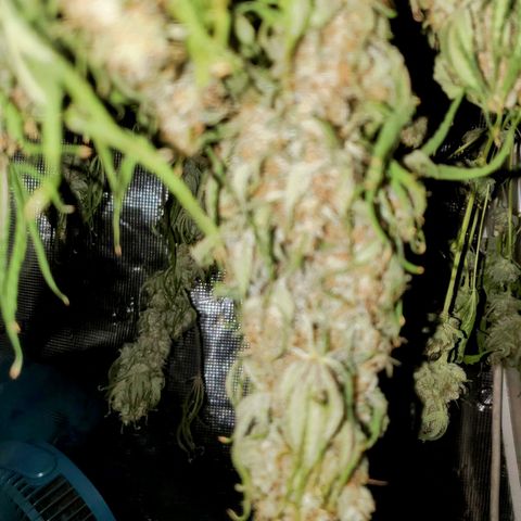 Og kush  growlog timeline photo